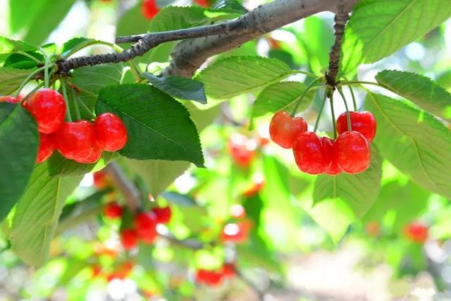 乐山旅游翡翠价格峨眉山导游让买玉-第8张图片-翡翠网 乐山旅游翡翠价格峨眉山导游让买玉-第8张图片-翡翠网