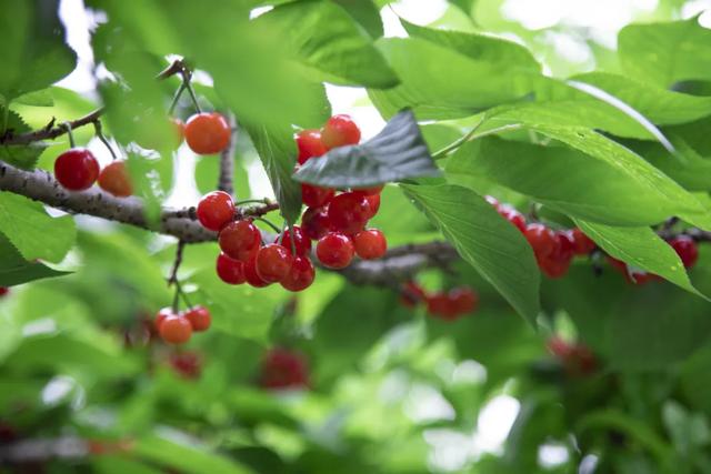 乐山旅游翡翠价格峨眉山导游让买玉-第9张图片-翡翠网 乐山旅游翡翠价格峨眉山导游让买玉-第9张图片-翡翠网