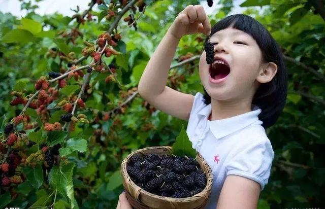 乐山旅游翡翠价格峨眉山导游让买玉-第11张图片-翡翠网 乐山旅游翡翠价格峨眉山导游让买玉-第11张图片-翡翠网