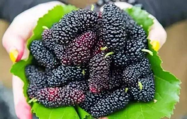 乐山旅游翡翠价格峨眉山导游让买玉-第12张图片-翡翠网 乐山旅游翡翠价格峨眉山导游让买玉-第12张图片-翡翠网