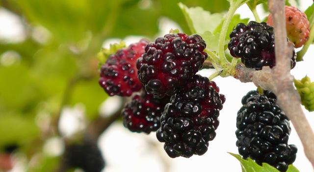 乐山旅游翡翠价格峨眉山导游让买玉-第13张图片-翡翠网 乐山旅游翡翠价格峨眉山导游让买玉-第13张图片-翡翠网