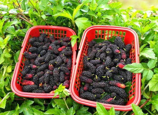 乐山旅游翡翠价格峨眉山导游让买玉-第14张图片-翡翠网 乐山旅游翡翠价格峨眉山导游让买玉-第14张图片-翡翠网