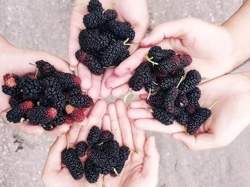 乐山旅游翡翠价格峨眉山导游让买玉-第16张图片-翡翠网 乐山旅游翡翠价格峨眉山导游让买玉-第16张图片-翡翠网