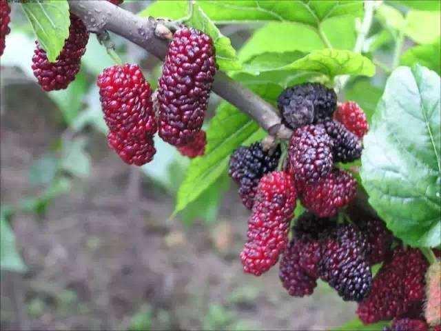 乐山旅游翡翠价格峨眉山导游让买玉-第17张图片-翡翠网 乐山旅游翡翠价格峨眉山导游让买玉-第17张图片-翡翠网