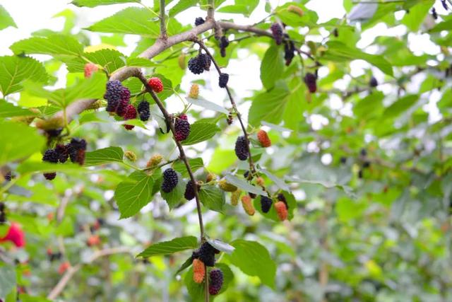 乐山旅游翡翠价格峨眉山导游让买玉-第18张图片-翡翠网 乐山旅游翡翠价格峨眉山导游让买玉-第18张图片-翡翠网