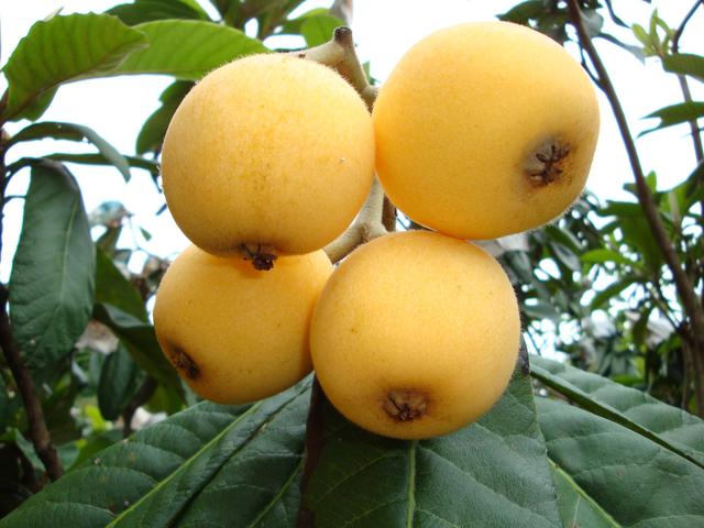 乐山旅游翡翠价格峨眉山导游让买玉-第20张图片-翡翠网 乐山旅游翡翠价格峨眉山导游让买玉-第20张图片-翡翠网