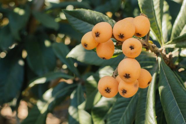 乐山旅游翡翠价格峨眉山导游让买玉-第21张图片-翡翠网 乐山旅游翡翠价格峨眉山导游让买玉-第21张图片-翡翠网