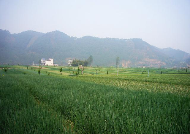 乐山旅游翡翠价格峨眉山导游让买玉-第46张图片-翡翠网 乐山旅游翡翠价格峨眉山导游让买玉-第46张图片-翡翠网