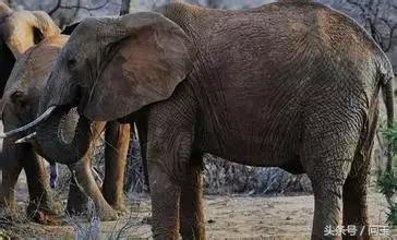 翡翠原石蜂窝状皮壳,翡翠原石大象皮特征-第1张图片-翡翠网 翡翠原石蜂窝状皮壳,翡翠原石大象皮特征-第1张图片-翡翠网