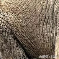 翡翠原石蜂窝状皮壳,翡翠原石大象皮特征-第2张图片-翡翠网 翡翠原石蜂窝状皮壳,翡翠原石大象皮特征-第2张图片-翡翠网