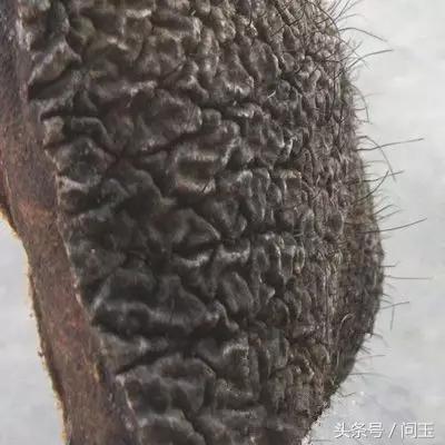 翡翠原石蜂窝状皮壳,翡翠原石大象皮特征-第3张图片-翡翠网 翡翠原石蜂窝状皮壳,翡翠原石大象皮特征-第3张图片-翡翠网