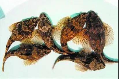 翡翠苏酒妙尚价格,江苏双沟酿酒厂-第5张图片-翡翠网 翡翠苏酒妙尚价格,江苏双沟酿酒厂-第5张图片-翡翠网