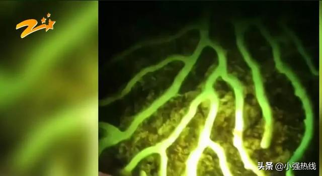 青岛小强逛世园青岛小强翡翠知识-第10张图片-翡翠网