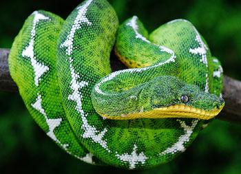 翡翠树蚺和绿树蟒,翡翠树蚺价格-第1张图片-翡翠网 翡翠树蚺和绿树蟒,翡翠树蚺价格-第1张图片-翡翠网