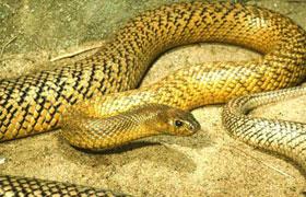 翡翠树蚺和绿树蟒,翡翠树蚺价格-第2张图片-翡翠网 翡翠树蚺和绿树蟒,翡翠树蚺价格-第2张图片-翡翠网