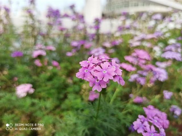 翡翠知识讲解翡翠知识讲座实战mp4-第34张图片-翡翠网 翡翠知识讲解翡翠知识讲座实战mp4-第34张图片-翡翠网