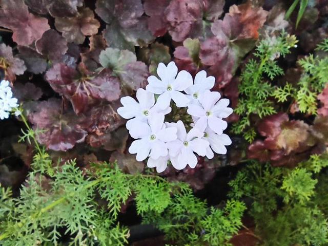 翡翠知识讲解翡翠知识讲座实战mp4-第38张图片-翡翠网 翡翠知识讲解翡翠知识讲座实战mp4-第38张图片-翡翠网