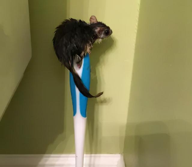 浅水绿翡翠手镯图片飘阳绿翡翠手镯-第24张图片-翡翠网 浅水绿翡翠手镯图片飘阳绿翡翠手镯-第24张图片-翡翠网