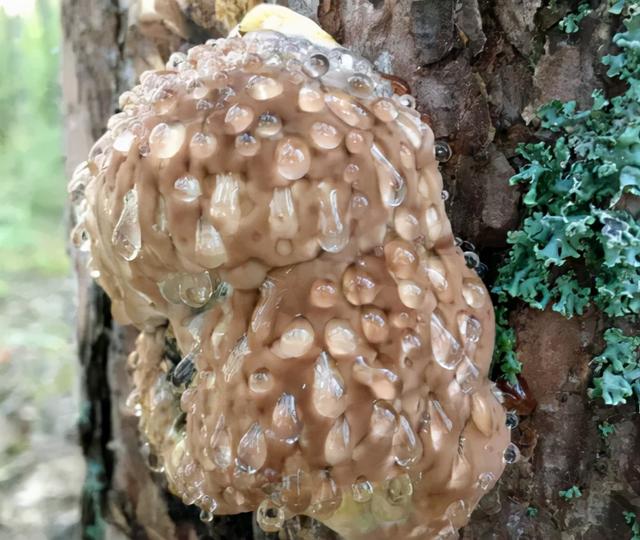 浅水绿翡翠手镯图片飘阳绿翡翠手镯-第25张图片-翡翠网 浅水绿翡翠手镯图片飘阳绿翡翠手镯-第25张图片-翡翠网