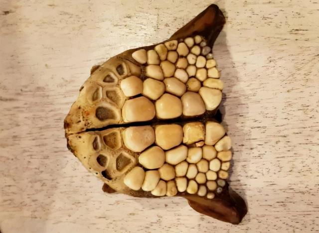 浅水绿翡翠手镯图片飘阳绿翡翠手镯-第26张图片-翡翠网 浅水绿翡翠手镯图片飘阳绿翡翠手镯-第26张图片-翡翠网