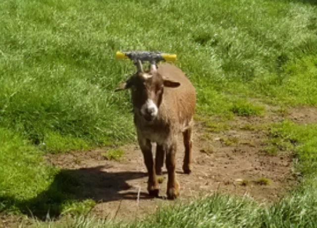 浅水绿翡翠手镯图片飘阳绿翡翠手镯-第27张图片-翡翠网 浅水绿翡翠手镯图片飘阳绿翡翠手镯-第27张图片-翡翠网