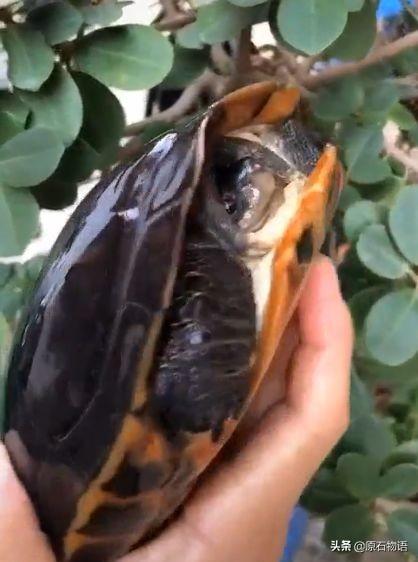 翡翠原石怎么盘包浆,翡翠的包浆是什么-第2张图片-翡翠网 翡翠原石怎么盘包浆,翡翠的包浆是什么-第2张图片-翡翠网