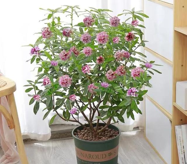 兰花翡翠观音价格,兰花翡翠吊坠-第3张图片-翡翠网 兰花翡翠观音价格,兰花翡翠吊坠-第3张图片-翡翠网