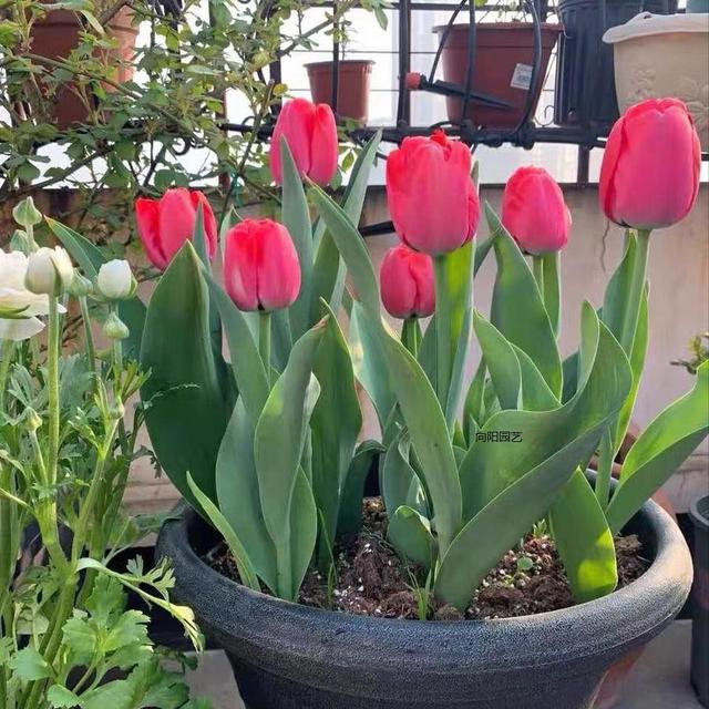 兰花翡翠观音价格,兰花翡翠吊坠-第5张图片-翡翠网 兰花翡翠观音价格,兰花翡翠吊坠-第5张图片-翡翠网