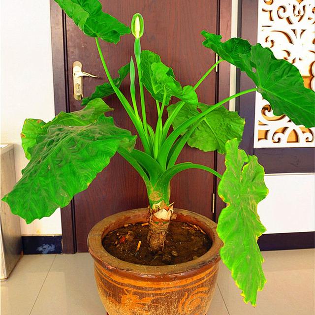 兰花翡翠观音价格,兰花翡翠吊坠-第7张图片-翡翠网 兰花翡翠观音价格,兰花翡翠吊坠-第7张图片-翡翠网