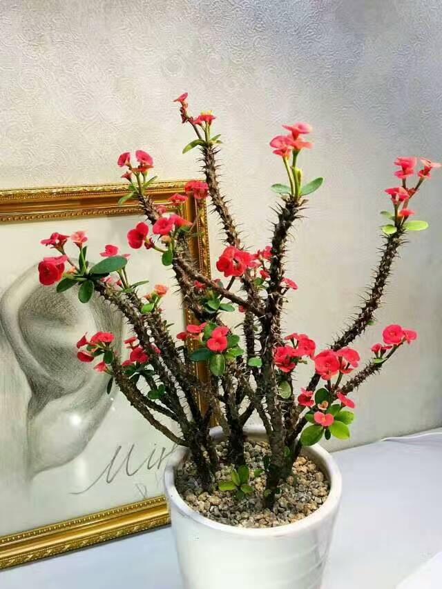 兰花翡翠观音价格,兰花翡翠吊坠-第8张图片-翡翠网 兰花翡翠观音价格,兰花翡翠吊坠-第8张图片-翡翠网