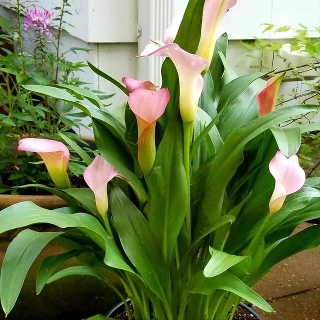 兰花翡翠观音价格,兰花翡翠吊坠-第9张图片-翡翠网 兰花翡翠观音价格,兰花翡翠吊坠-第9张图片-翡翠网