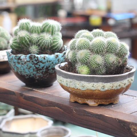 兰花翡翠观音价格,兰花翡翠吊坠-第11张图片-翡翠网 兰花翡翠观音价格,兰花翡翠吊坠-第11张图片-翡翠网