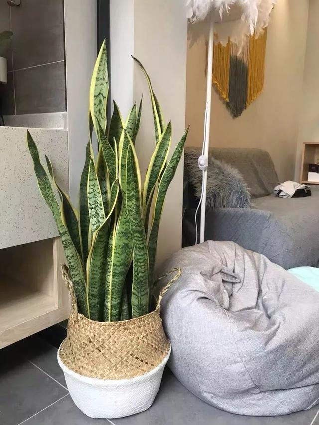 兰花翡翠观音价格,兰花翡翠吊坠-第12张图片-翡翠网 兰花翡翠观音价格,兰花翡翠吊坠-第12张图片-翡翠网