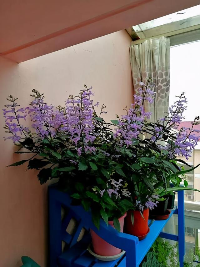 兰花翡翠观音价格,兰花翡翠吊坠-第14张图片-翡翠网 兰花翡翠观音价格,兰花翡翠吊坠-第14张图片-翡翠网