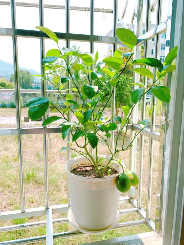 兰花翡翠观音价格,兰花翡翠吊坠-第15张图片-翡翠网 兰花翡翠观音价格,兰花翡翠吊坠-第15张图片-翡翠网