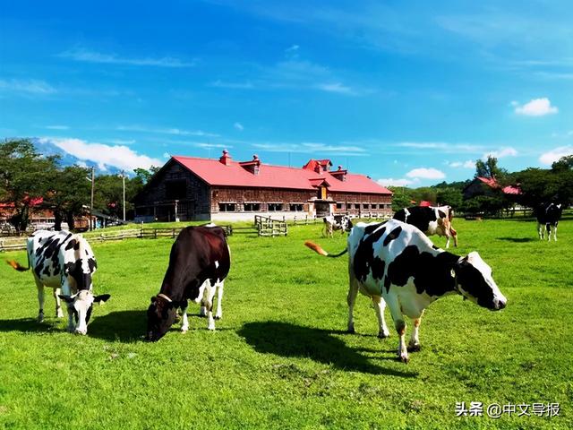 翡翠青龙眼手镯,a货翡翠手镯-第11张图片-翡翠网 翡翠青龙眼手镯,a货翡翠手镯-第11张图片-翡翠网