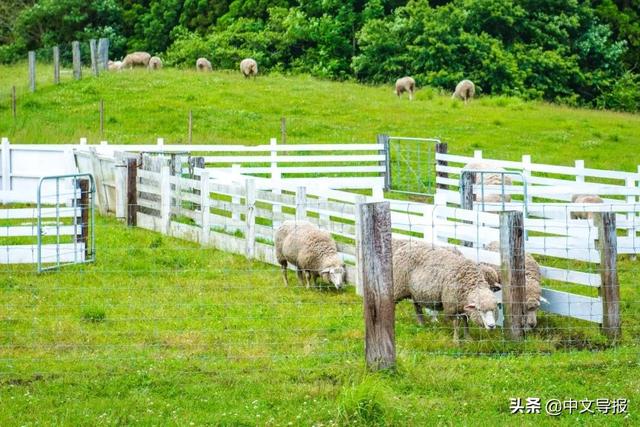 翡翠青龙眼手镯,a货翡翠手镯-第12张图片-翡翠网 翡翠青龙眼手镯,a货翡翠手镯-第12张图片-翡翠网