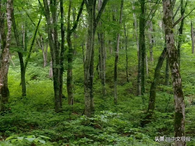 翡翠青龙眼手镯,a货翡翠手镯-第28张图片-翡翠网 翡翠青龙眼手镯,a货翡翠手镯-第28张图片-翡翠网