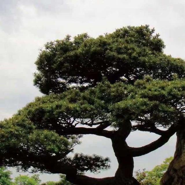 翡翠价格对照表图,翡翠的价格是怎么计算的-第7张图片-翡翠网 翡翠价格对照表图,翡翠的价格是怎么计算的-第7张图片-翡翠网