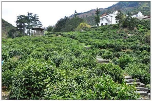 岳西明料翡翠原石翡翠原石小料怎么开料-第7张图片-翡翠网 岳西明料翡翠原石翡翠原石小料怎么开料-第7张图片-翡翠网