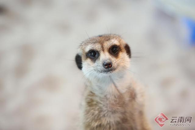 翡翠原石加工图片,文山原石翡翠定制-第8张图片-翡翠网 翡翠原石加工图片,文山原石翡翠定制-第8张图片-翡翠网