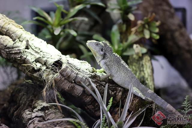 翡翠原石加工图片,文山原石翡翠定制-第9张图片-翡翠网 翡翠原石加工图片,文山原石翡翠定制-第9张图片-翡翠网