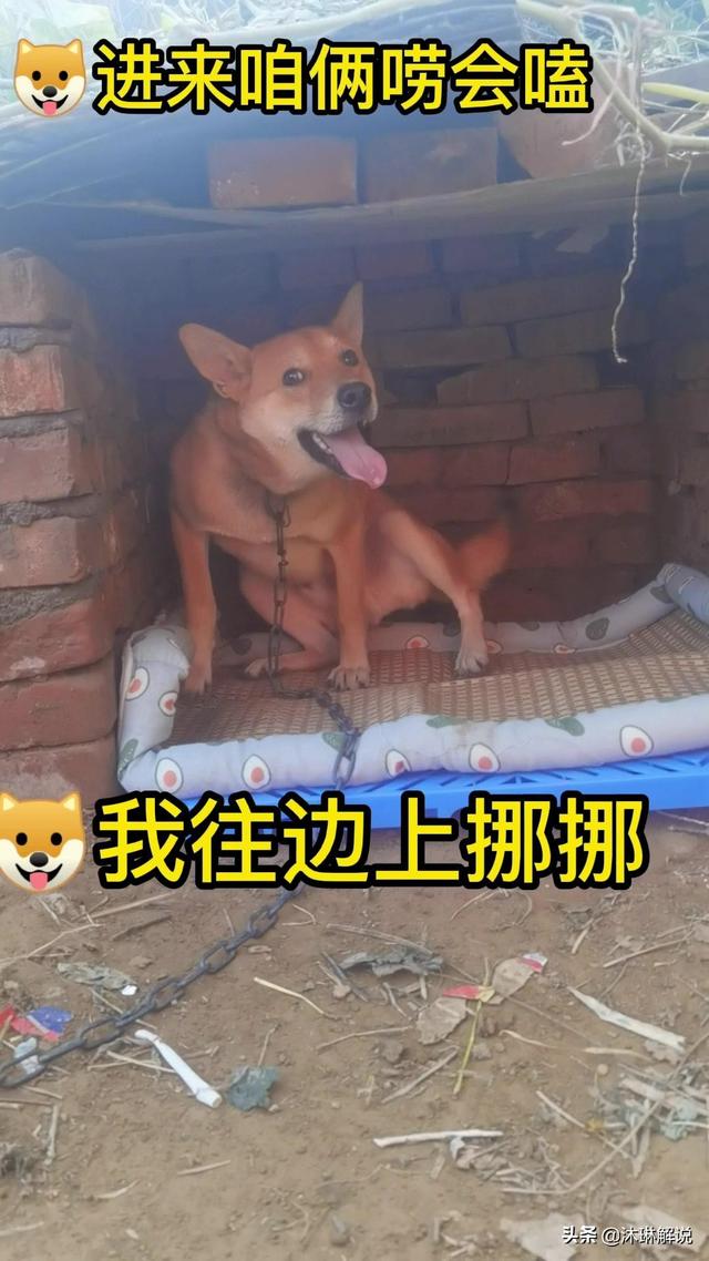 抖音狗子与我,抖音张悦狗子与我事件-第1张图片-翡翠网 抖音狗子与我,抖音张悦狗子与我事件-第1张图片-翡翠网