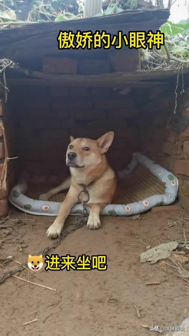 抖音狗子与我,抖音张悦狗子与我事件-第2张图片-翡翠网 抖音狗子与我,抖音张悦狗子与我事件-第2张图片-翡翠网