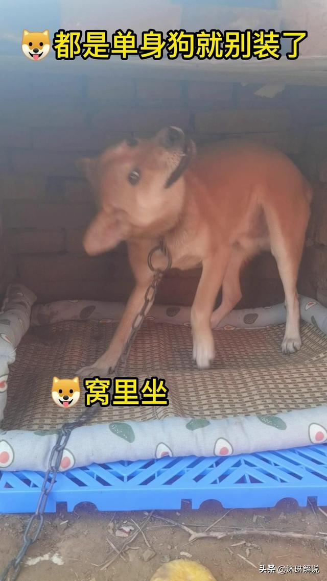 抖音狗子与我,抖音张悦狗子与我事件-第5张图片-翡翠网 抖音狗子与我,抖音张悦狗子与我事件-第5张图片-翡翠网