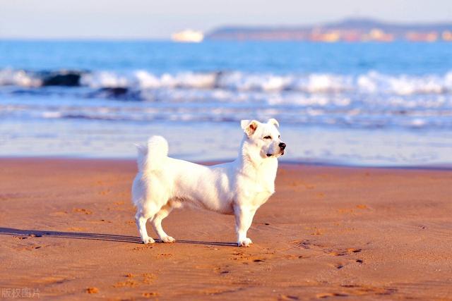 抖音热门文案,简单干净的文案-第4张图片-翡翠网 抖音热门文案,简单干净的文案-第4张图片-翡翠网