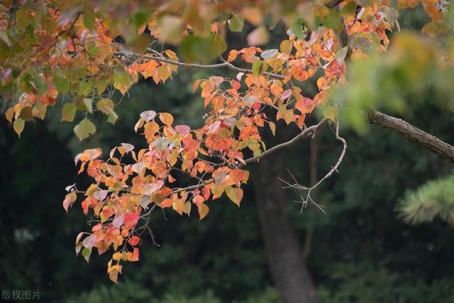 抖音热门文案,简单干净的文案-第7张图片-翡翠网 抖音热门文案,简单干净的文案-第7张图片-翡翠网