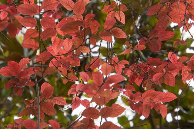 抖音热门文案,简单干净的文案-第11张图片-翡翠网 抖音热门文案,简单干净的文案-第11张图片-翡翠网