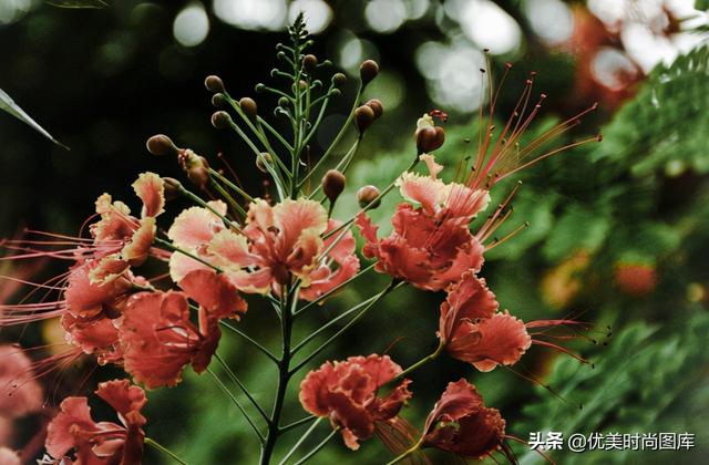 涨粉最快的个性句子,抖音点赞高的句子-第1张图片-翡翠网 涨粉最快的个性句子,抖音点赞高的句子-第1张图片-翡翠网