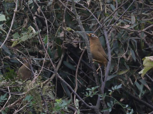 翡翠捷蜥价格,龙纹翡翠蜥饲养-第1张图片-翡翠网 翡翠捷蜥价格,龙纹翡翠蜥饲养-第1张图片-翡翠网
